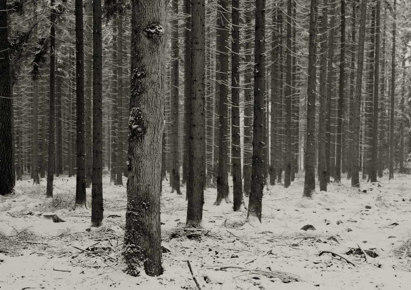Quiet snow-covered pine forest